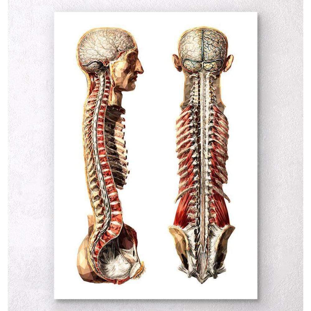 Geometric Human Anatomy III