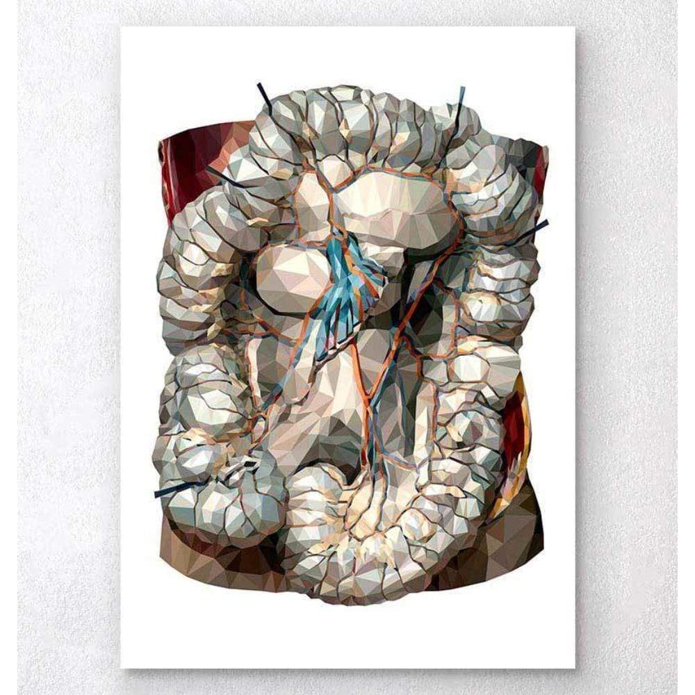 Geometric Intestines Anatomy