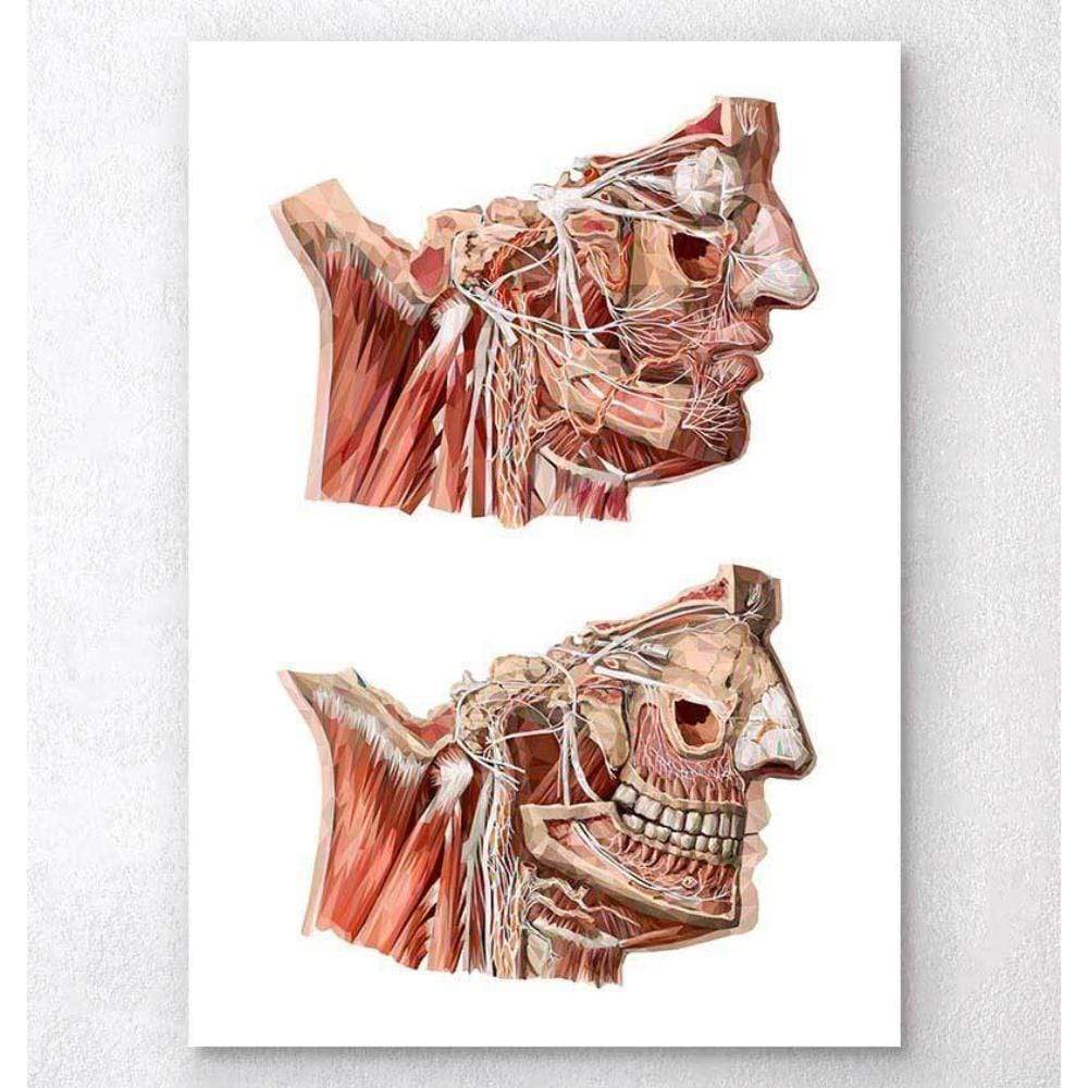 Geometrical Face Anatomy III