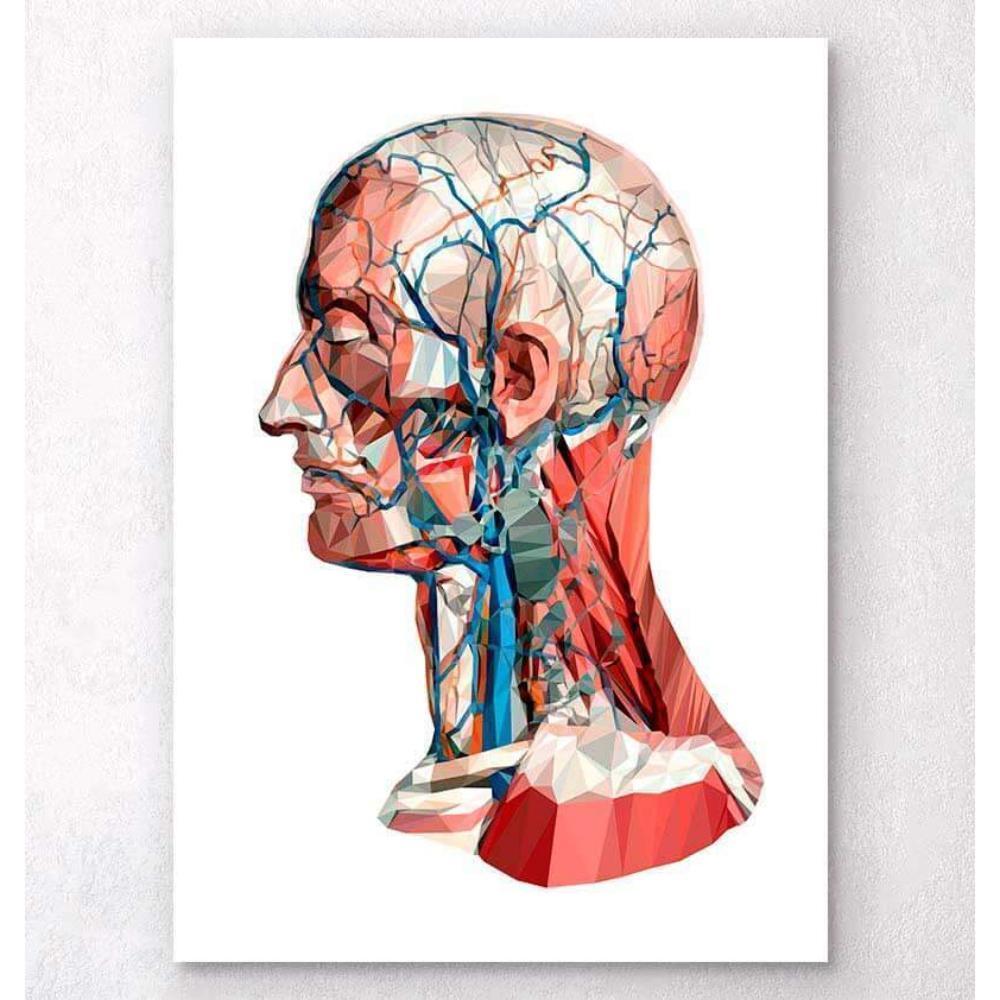 Geometrical Head Anatomy I