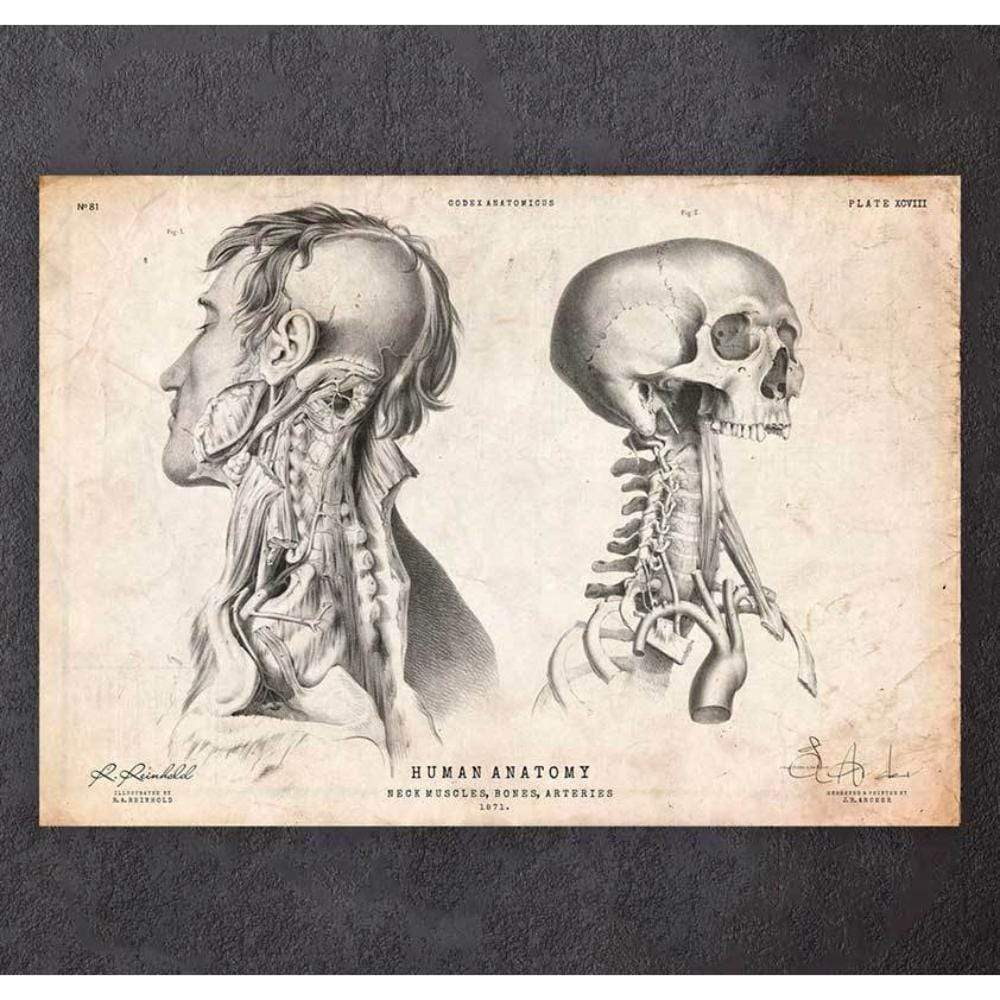 Head Anatomy Print IV