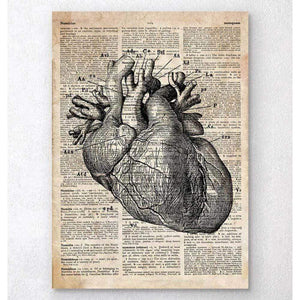 Heart Anatomy Art I Old Dictionary Page