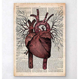 Heart Anatomy II Old Dictionary Page