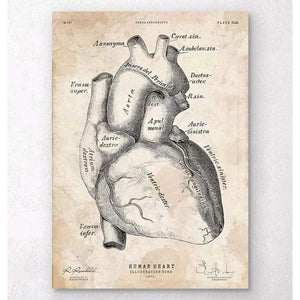 Heart Anatomy Poster II