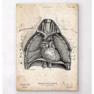 Heart And Lungs Anatomy Art II