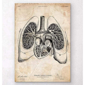 Heart And Lungs Anatomy Art V