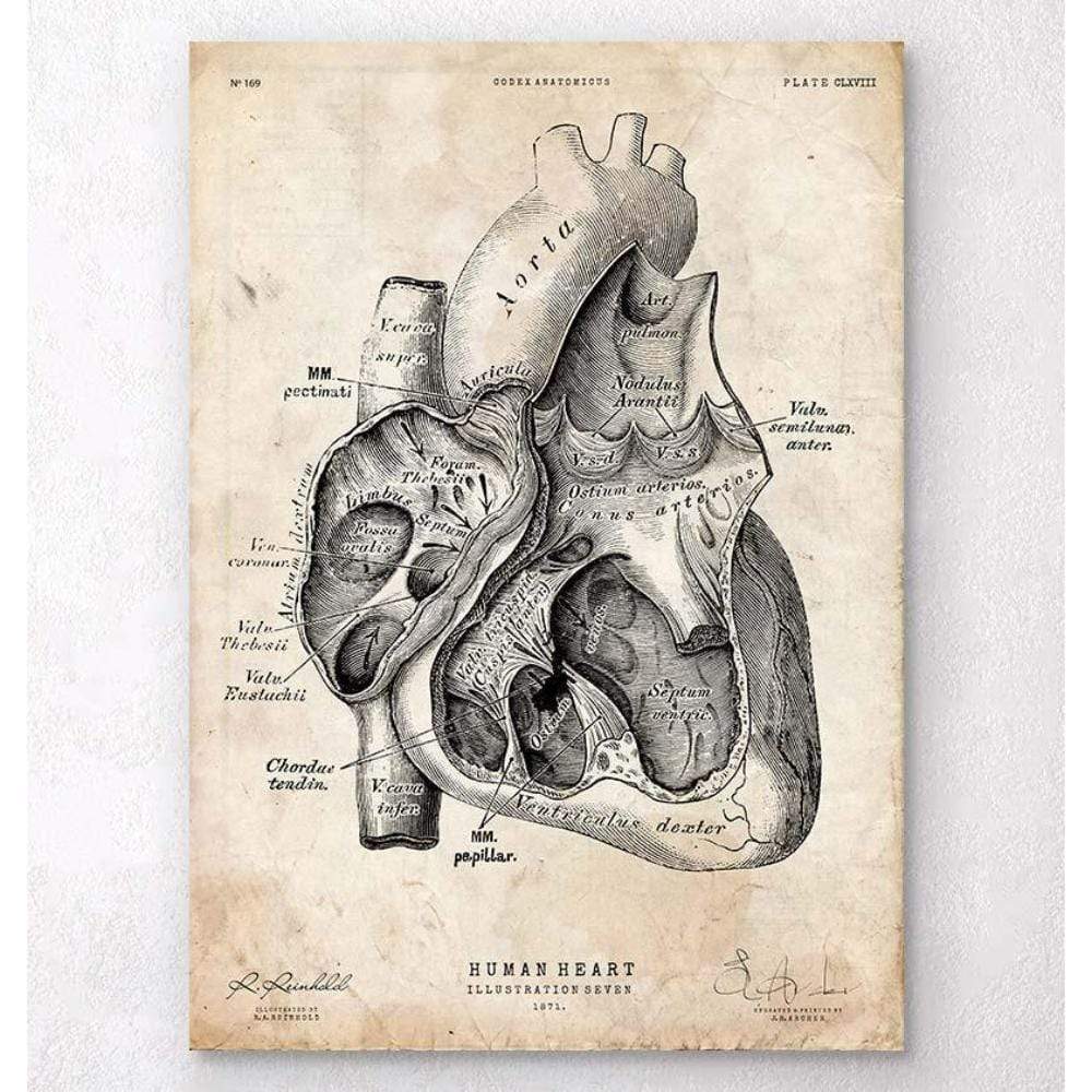 Heart Section Art Print I
