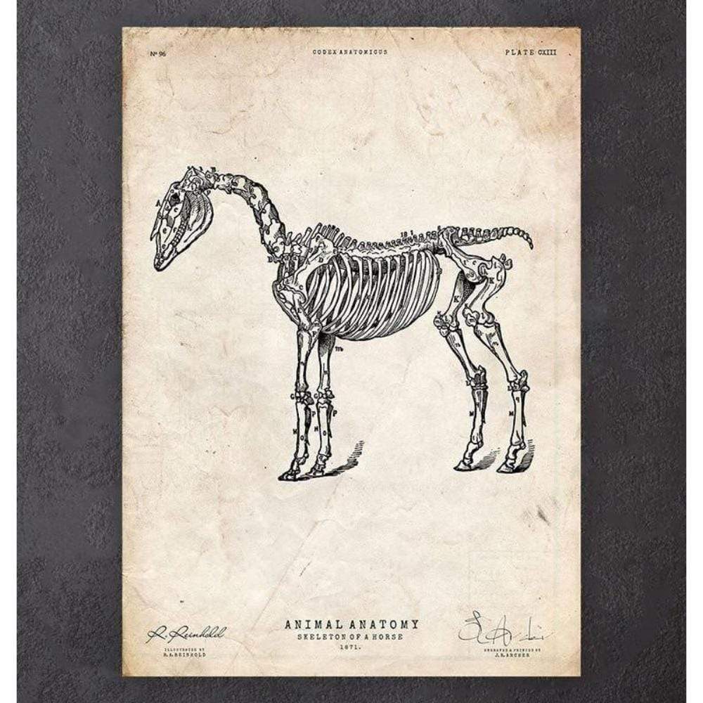 Horse Skeleton Print