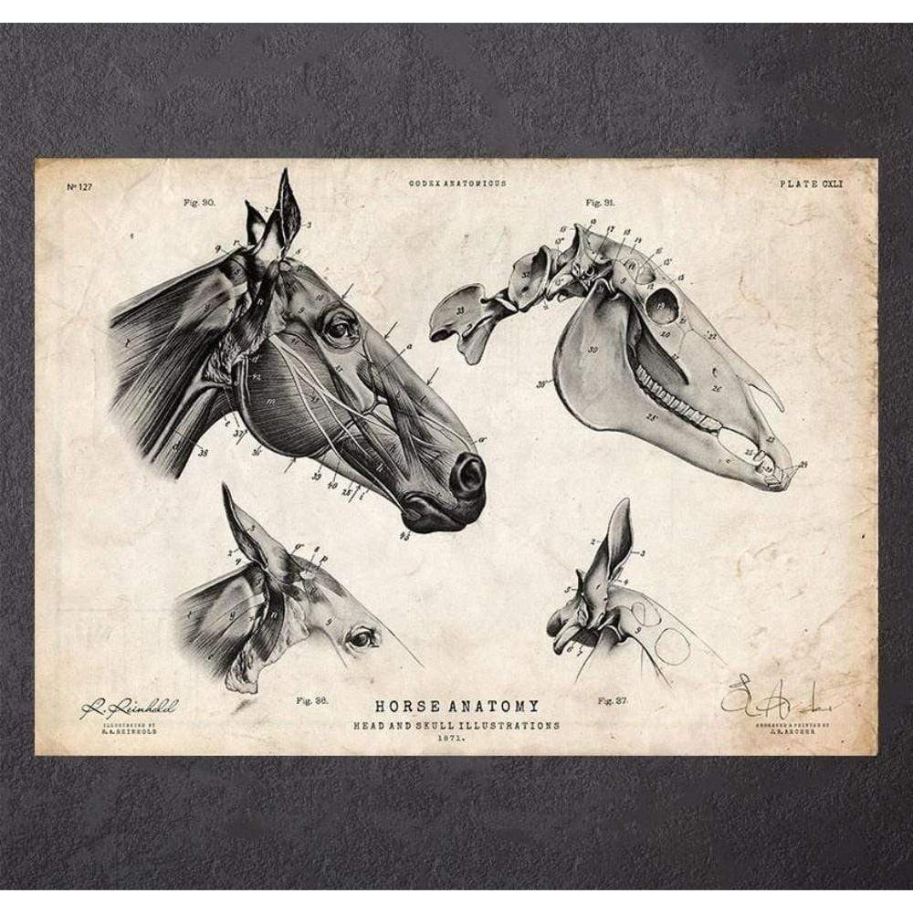 Horse Skull Print