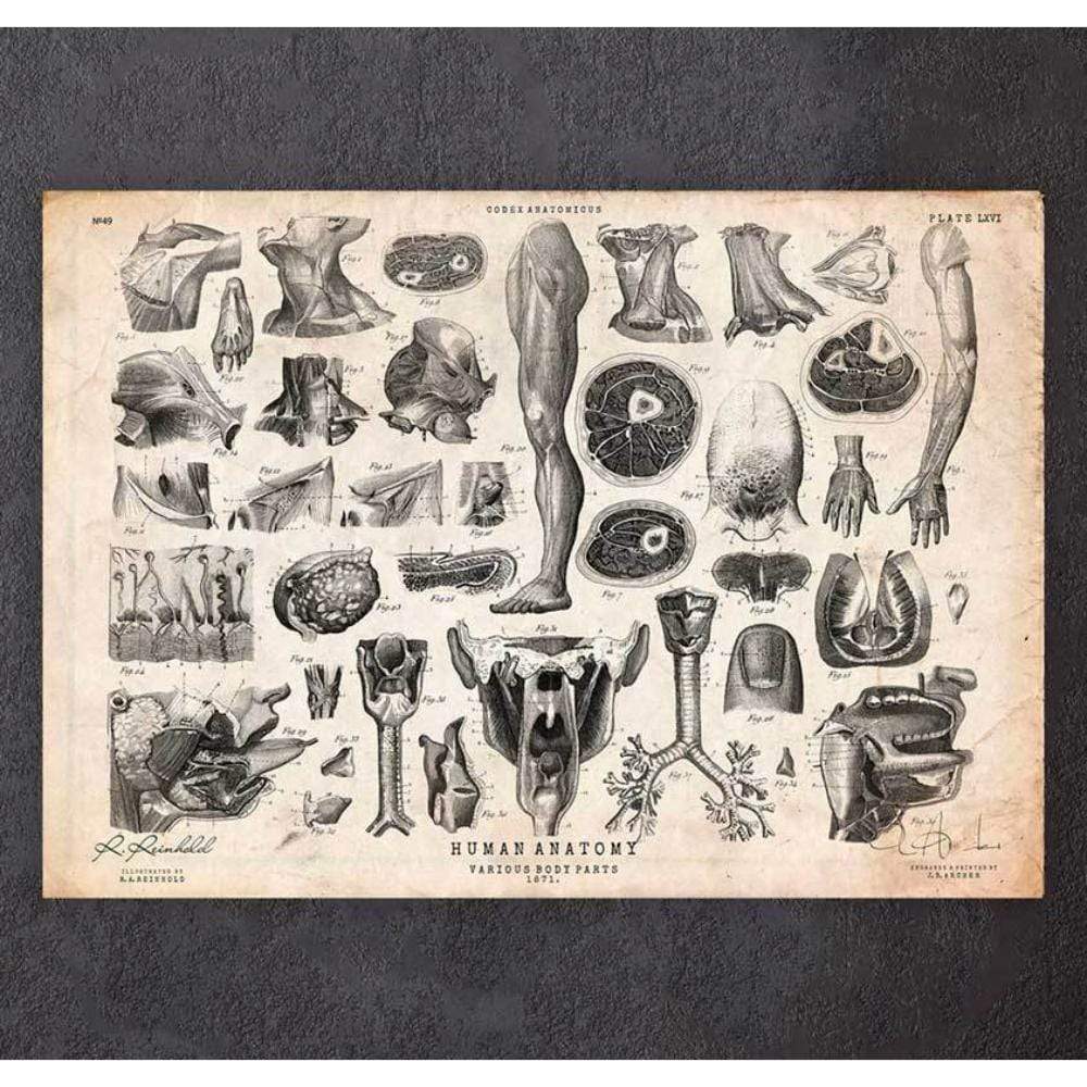 Human Anatomy Print Various Illustrations II