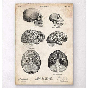 Human And Chimpanzee Brain Anatomy