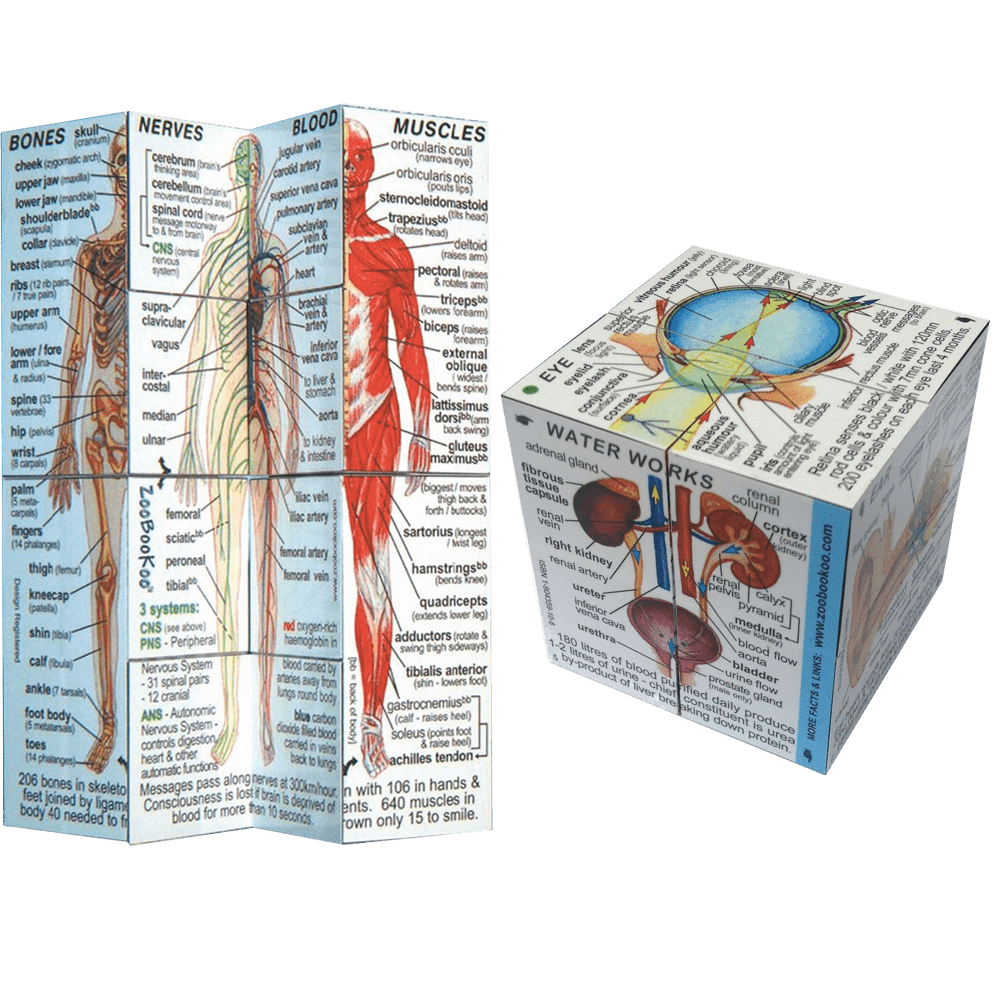 Zoobooks Educational Human Body Cube