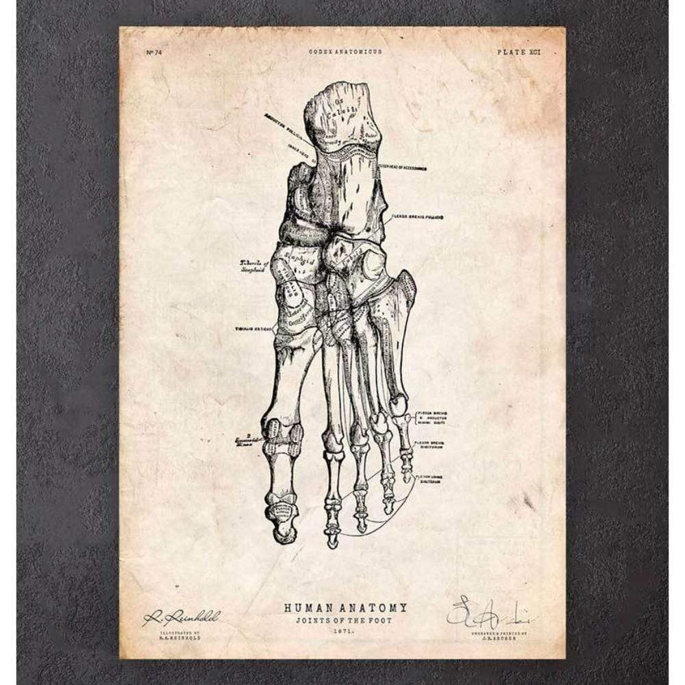 Human Foot Anatomy Print