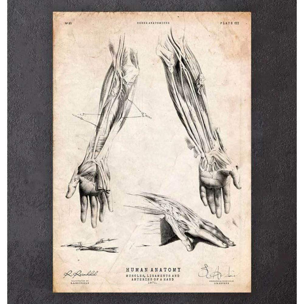 Human Leg Anatomy Print
