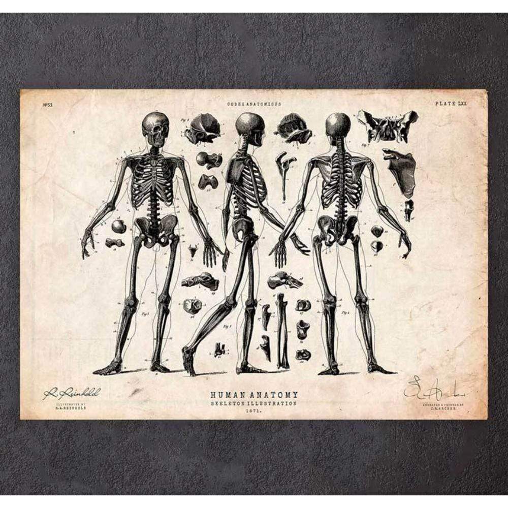 Human Skeleton Print II