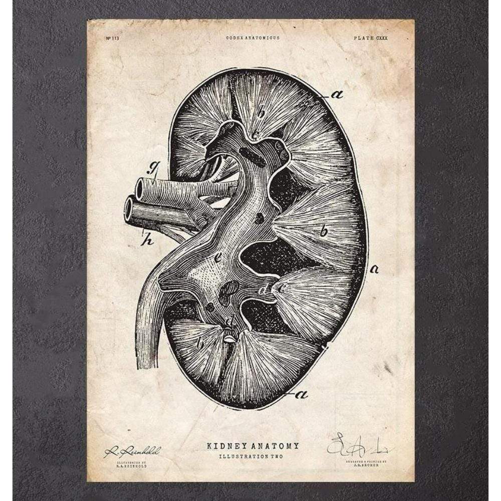 Kidney Anatomy II