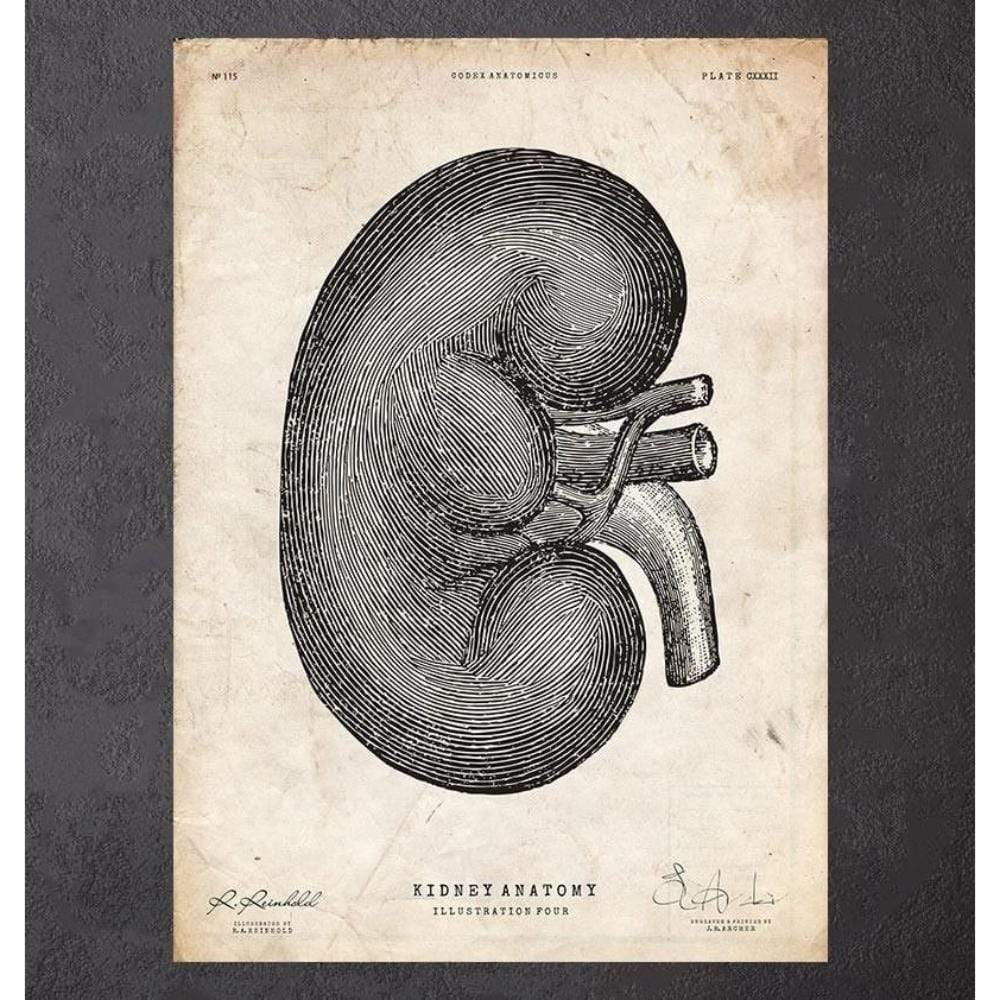 Kidney Anatomy IV