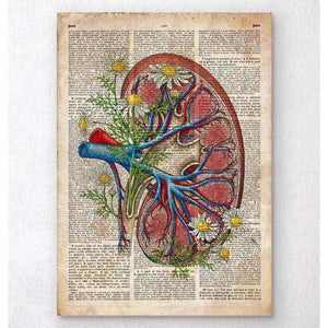 Kidney With Flowers Old Dictionary Page