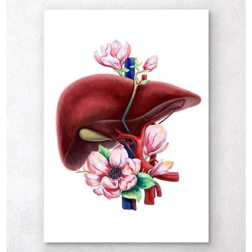 Liver Anatomy Floral White
