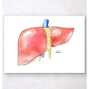 Liver Anatomy Watercolor