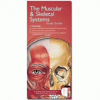 Muscular &amp; Skeletal System Study Guide