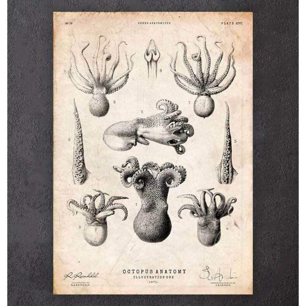 Octopus Anatomy Print