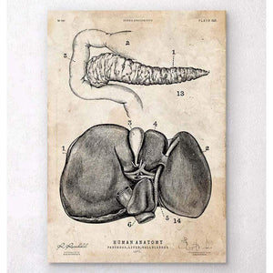 Pancreas And Liver Anatomy Poster