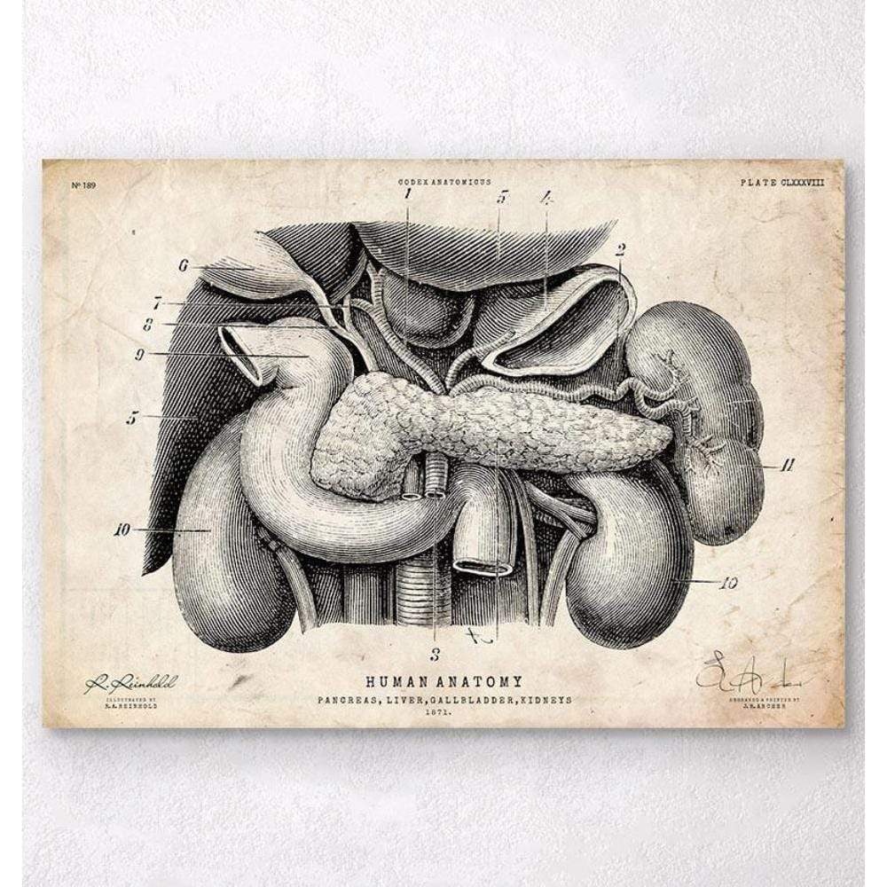 Pancreas, Liver And Gallbladder Anatomy Art Print - Vet Equip Australia
