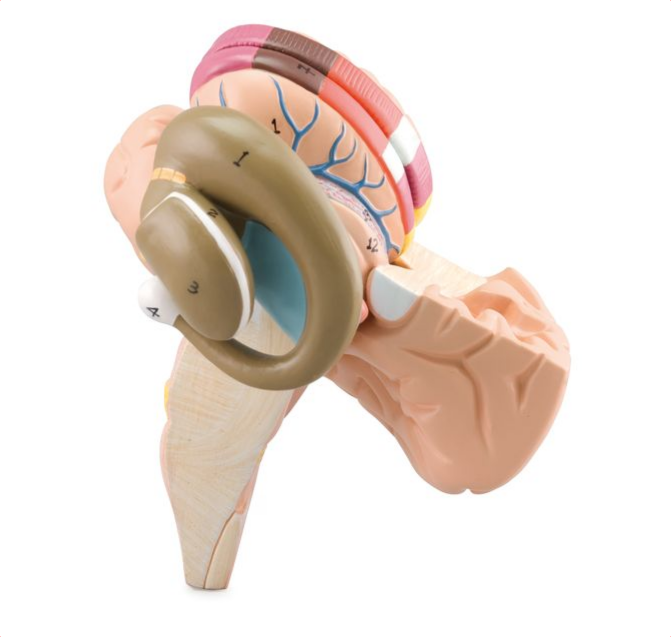Anatomical Model Basal Nuclei and Internal Capsule