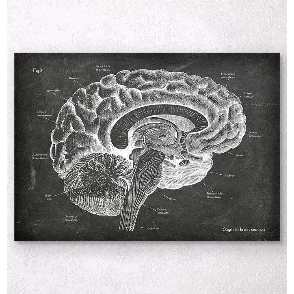 Sagittal Brain Anatomy Chalkboard
