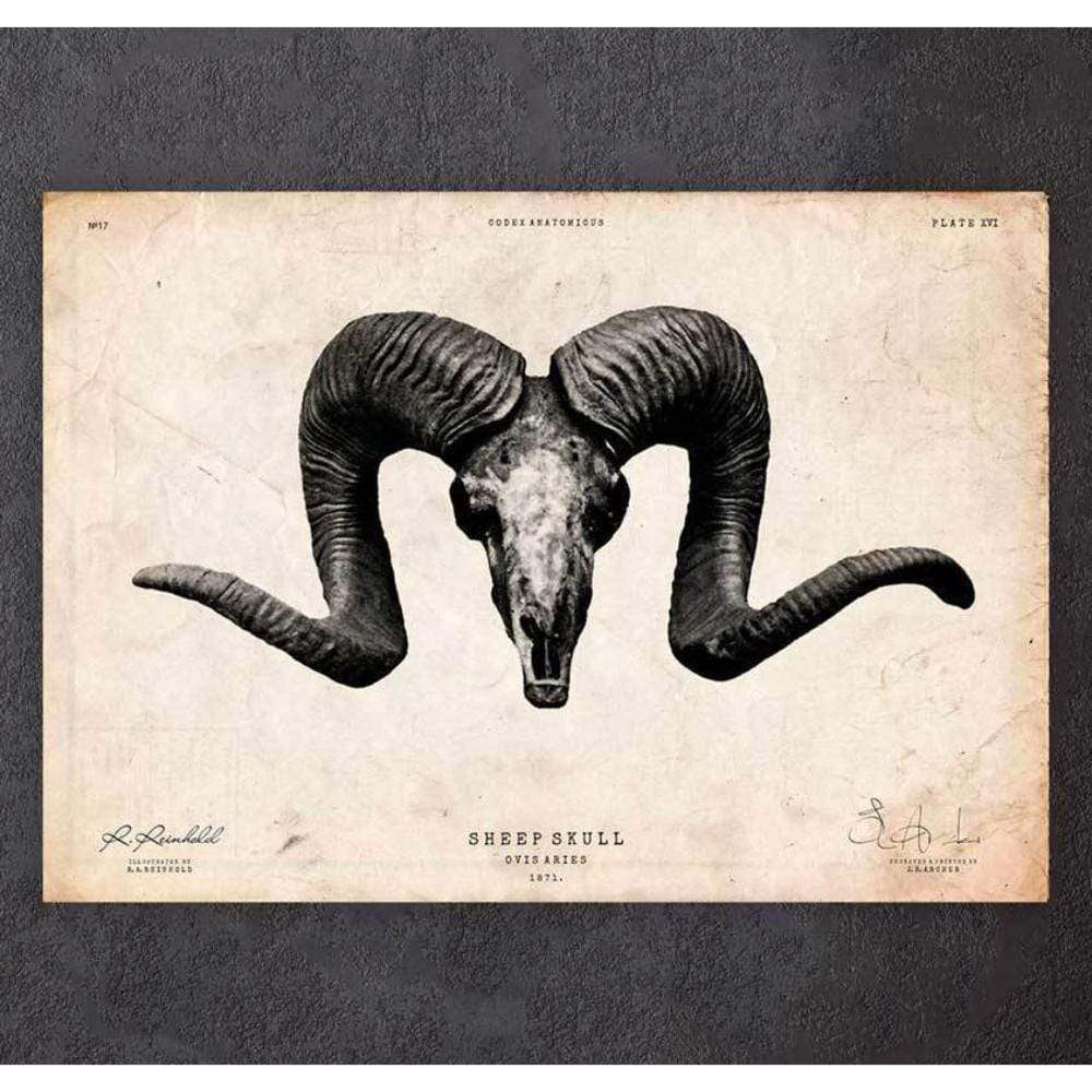 Sheep Skull Print