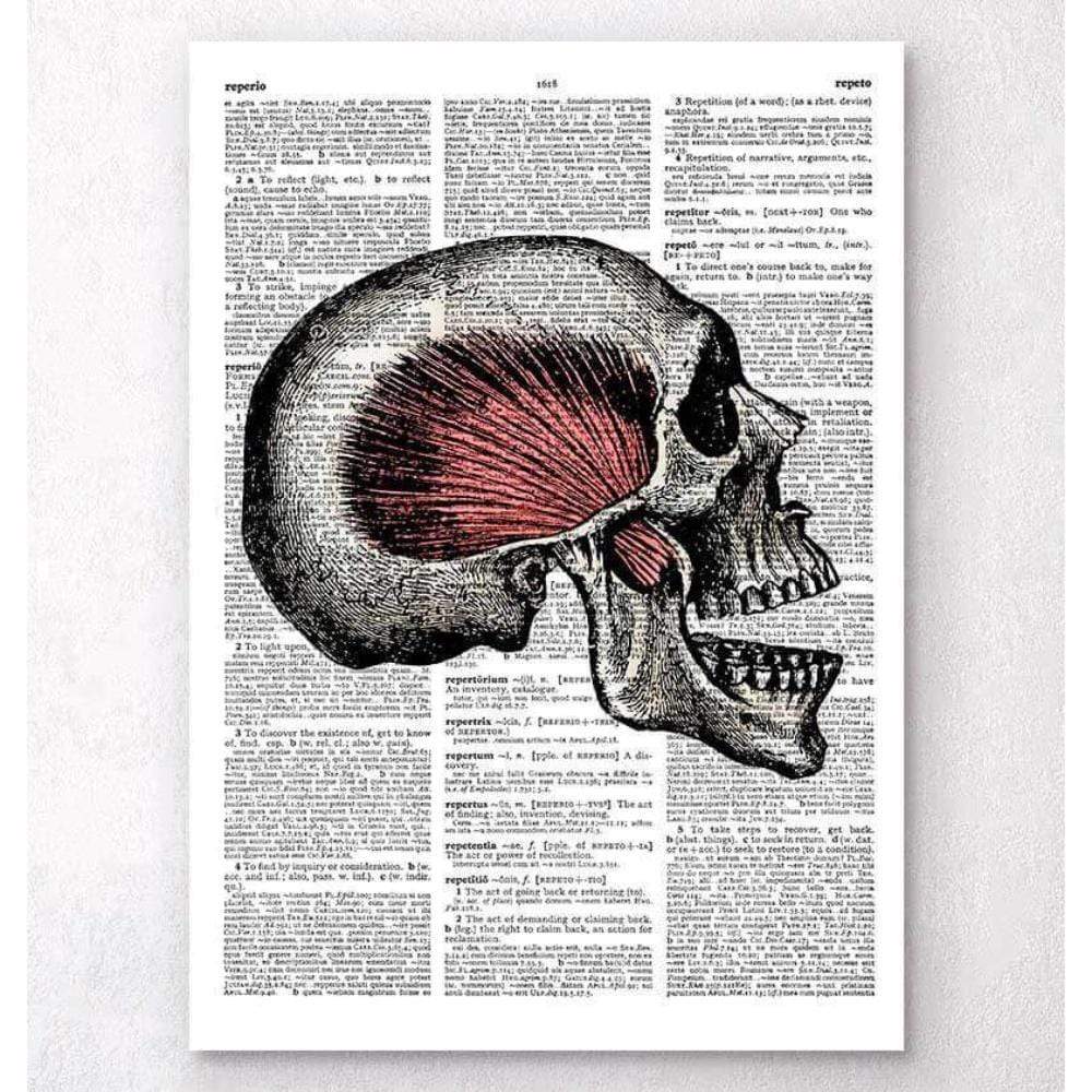 Skull Anatomy Dictionary Page