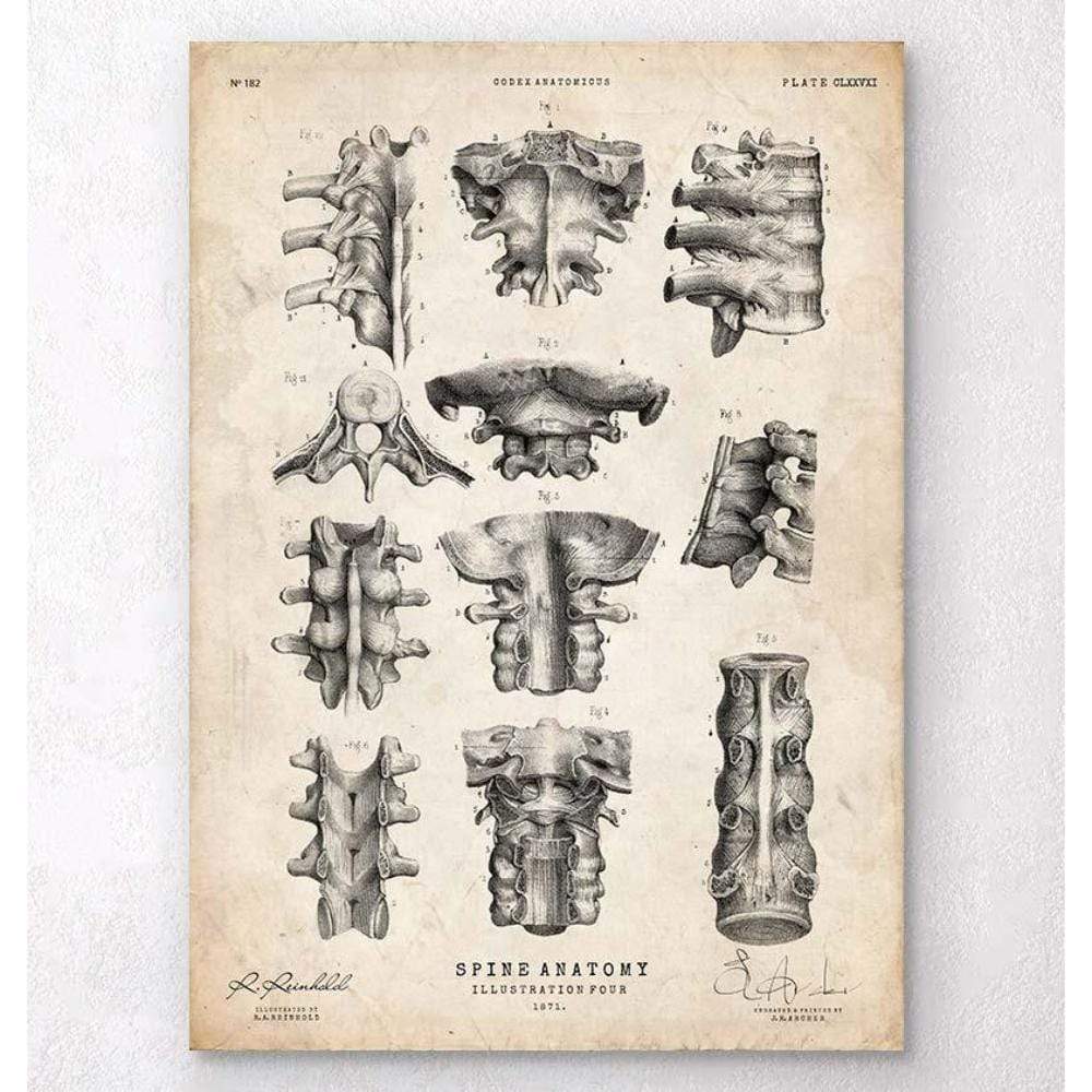 Spine Anatomy Poster