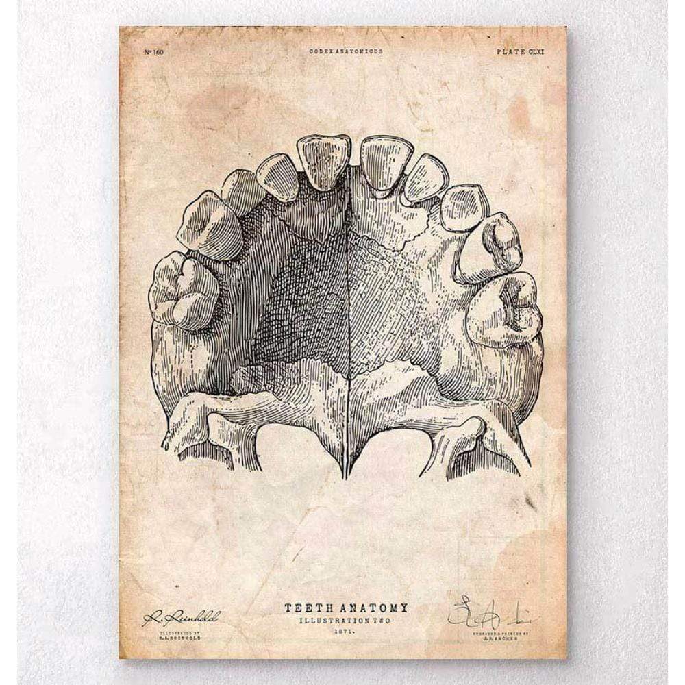 Teeth Anatomy Art Print