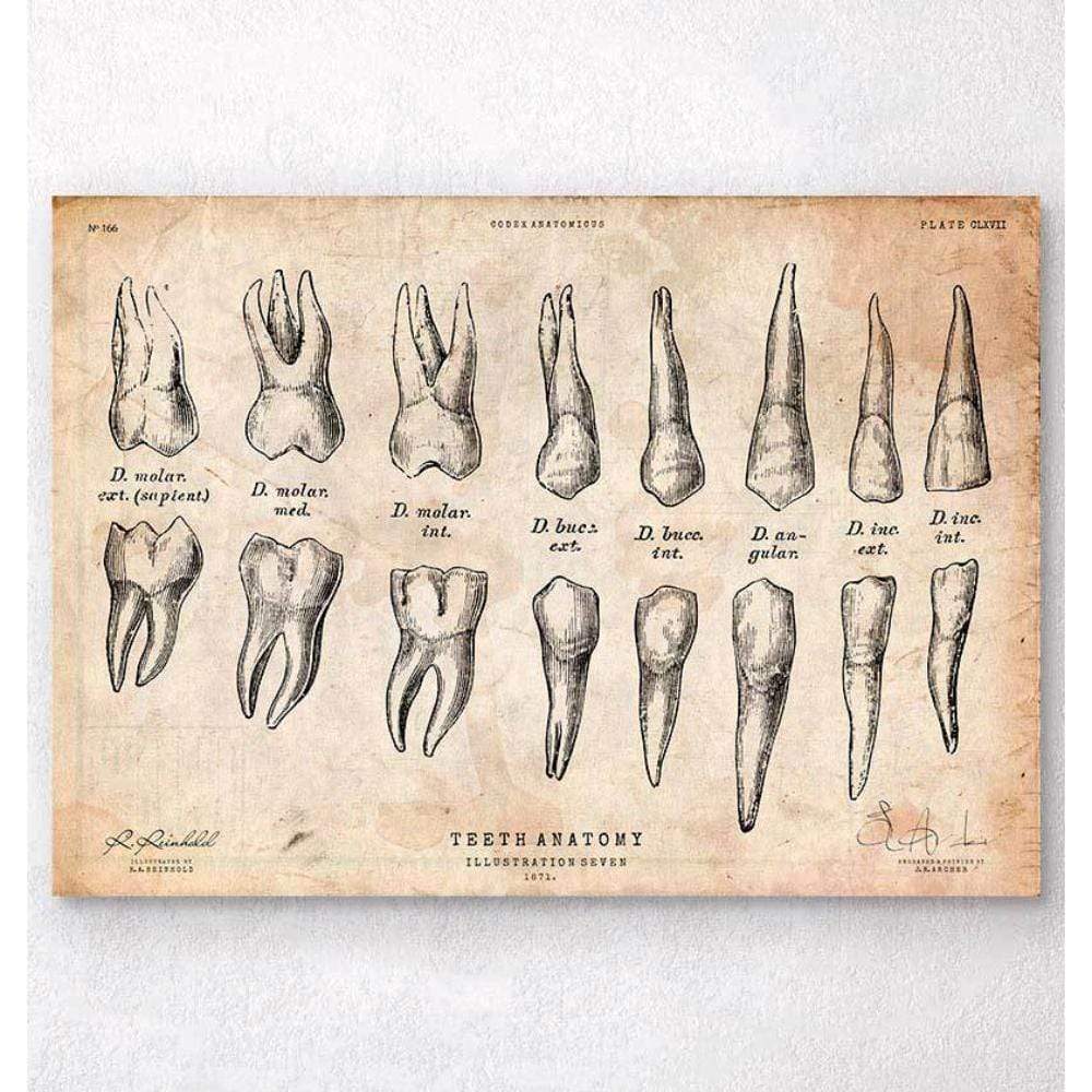 Teeth Anatomy Chart