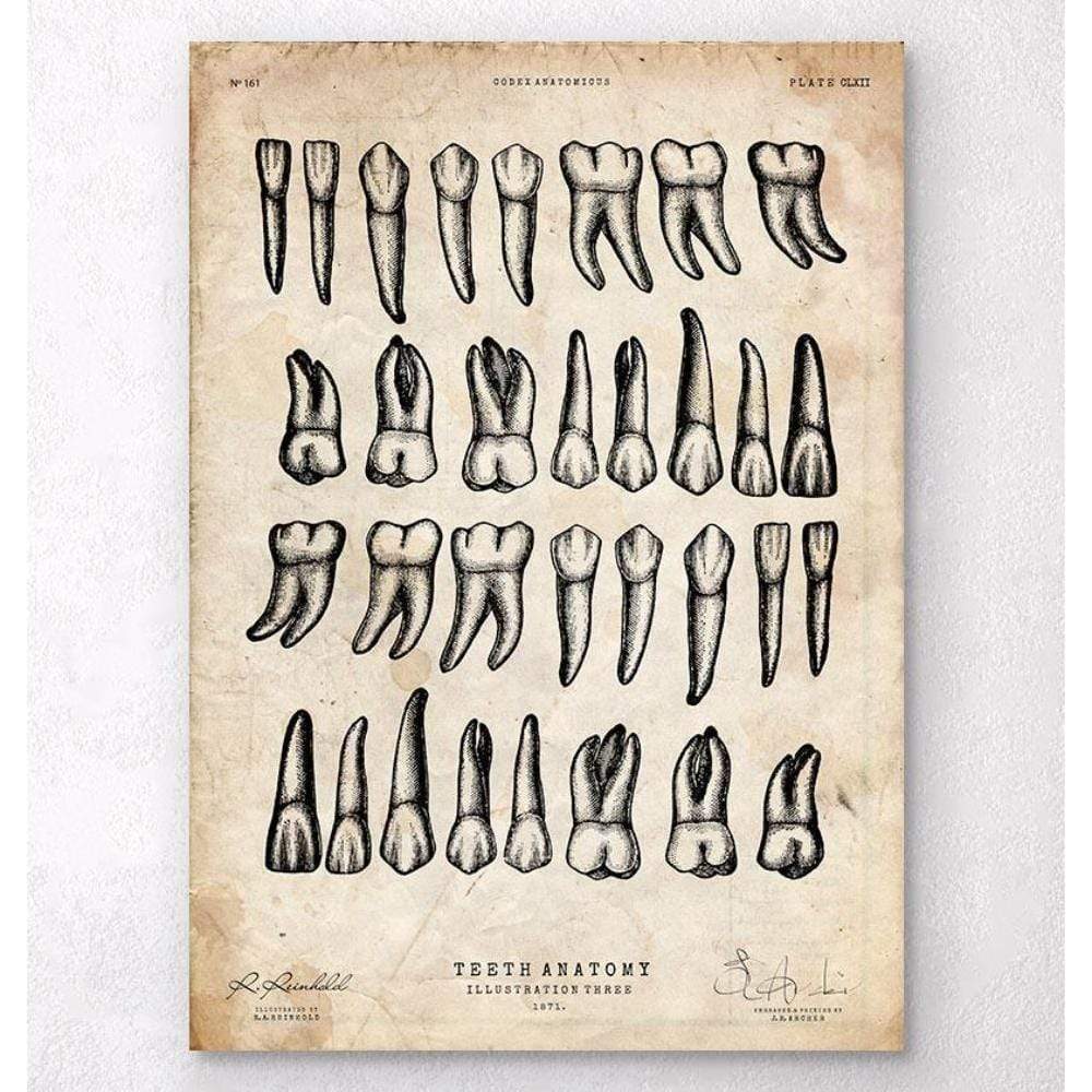Teeth Chart Art Print