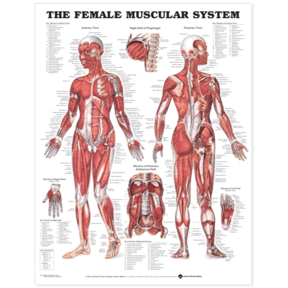 The Female Muscular System Anatomical Chart