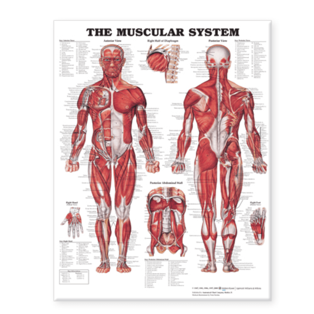 The Muscular System Giant Chart
