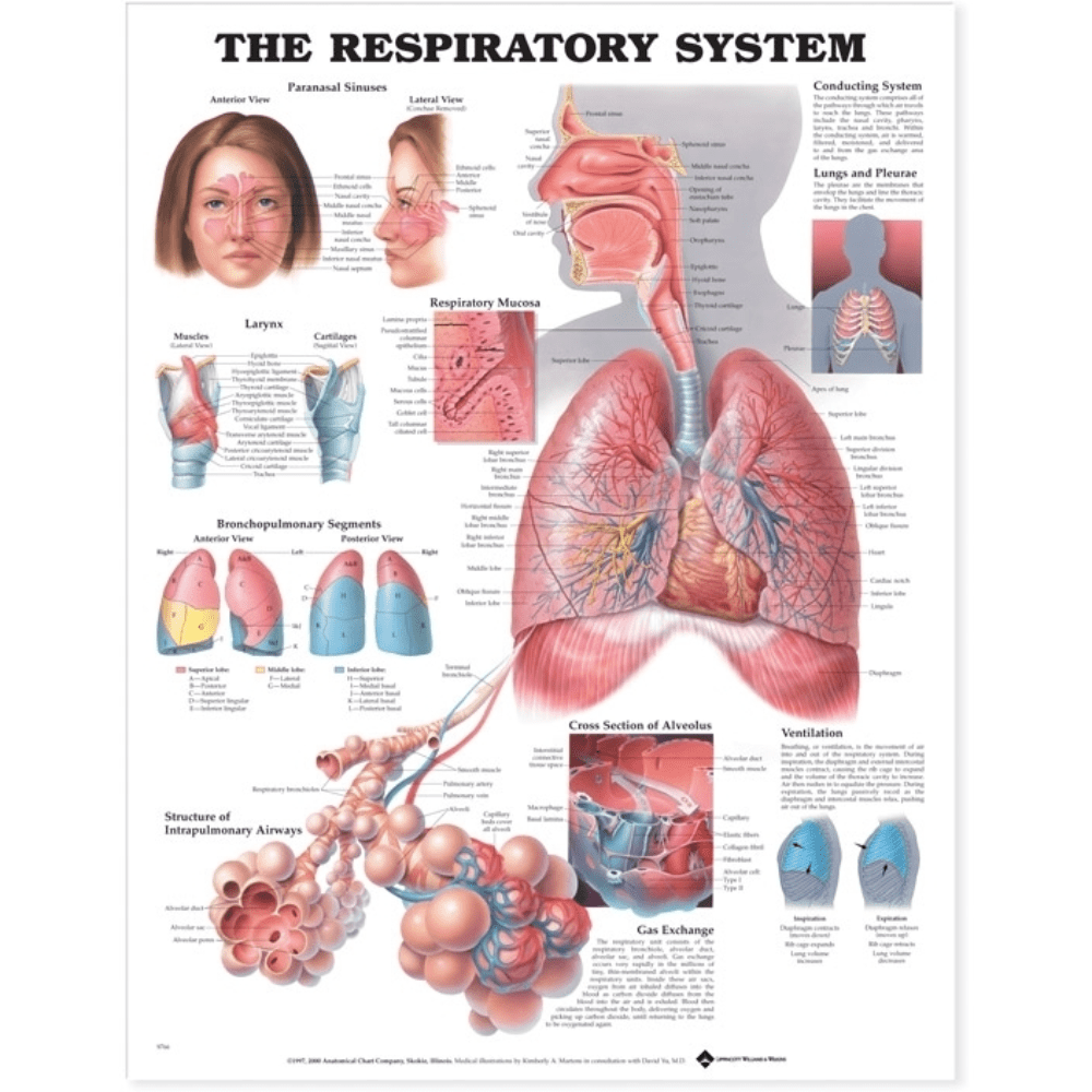 Anatomical Chart Company Anatomical Charts The Respiratory System Anatomical Chart