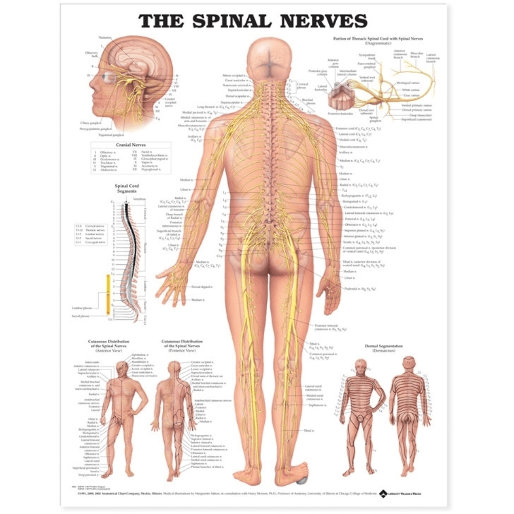 Anatomical Chart Company Anatomical Charts The Spinal Nerves Anatomical Chart