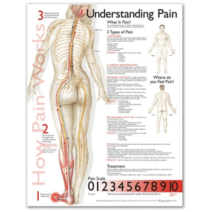 Anatomical Chart Company Anatomical Charts Understanding Pain Anatomical Chart