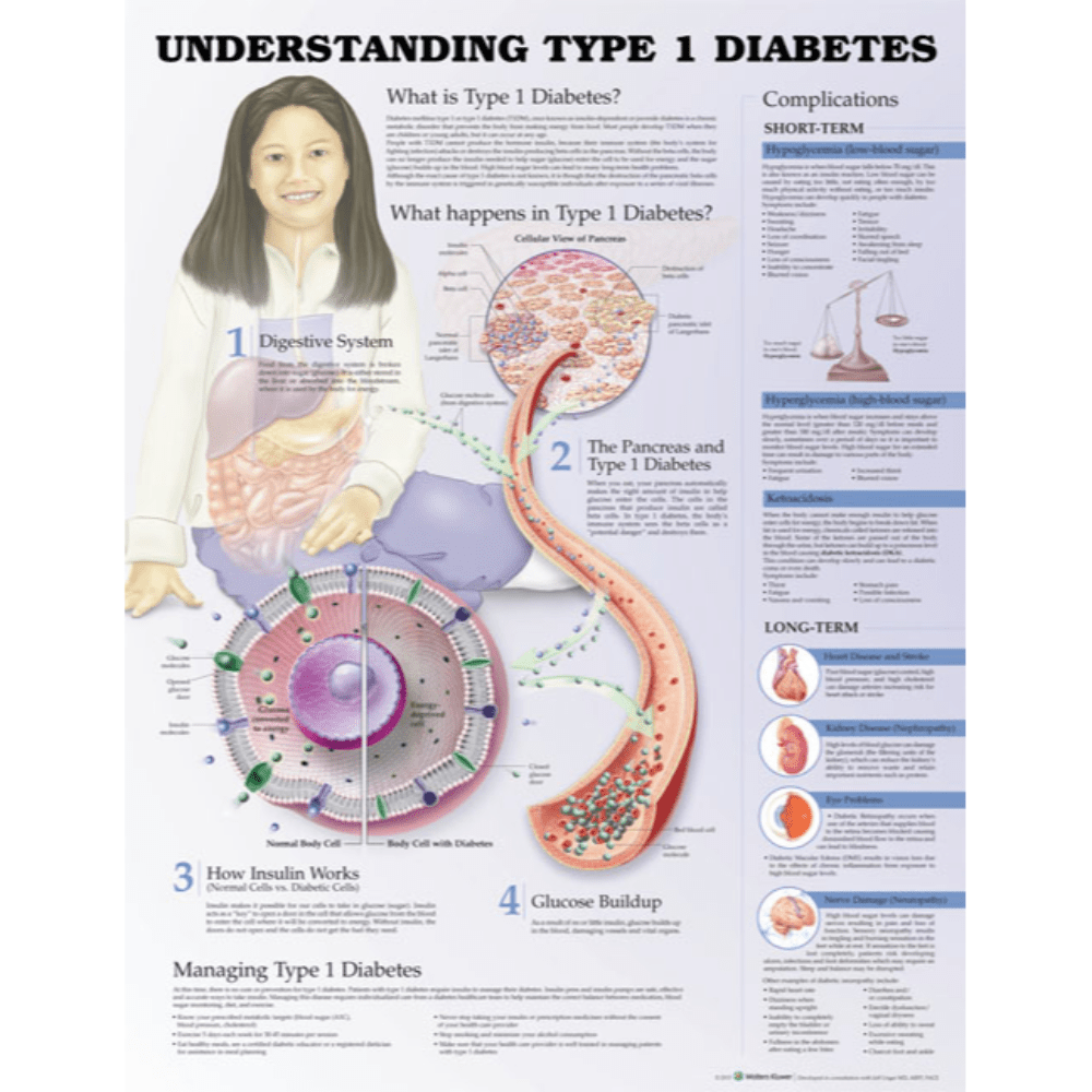 Understanding Type 1 Diabetes Anatomical Chart
